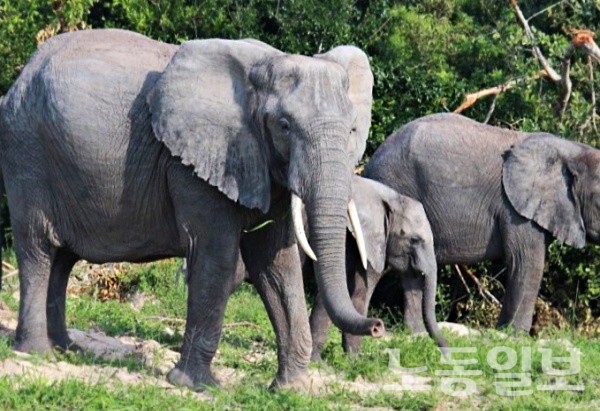 인도, 코끼리에 짓밟혀 사망한 여성 장례식에 또 코끼리 난입(자료사진)
