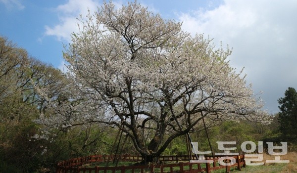 왕벚나무의 기원에 관한 과학적 근거 확보 연구 추진(사진=산림청)
